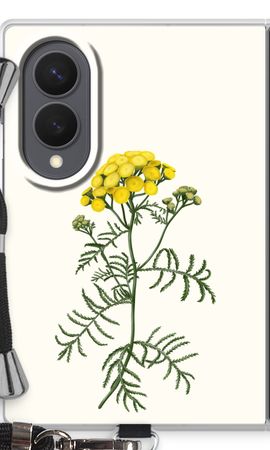 Tansy