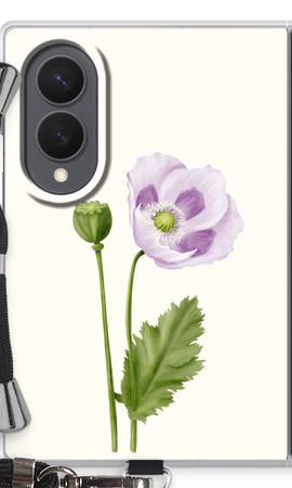 Purple poppy