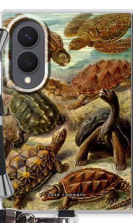 Haeckel Chelonia