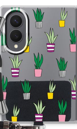 Sanseveria