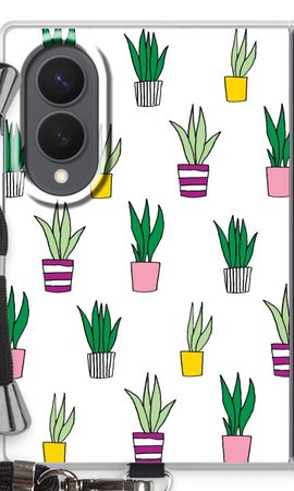 Sanseveria