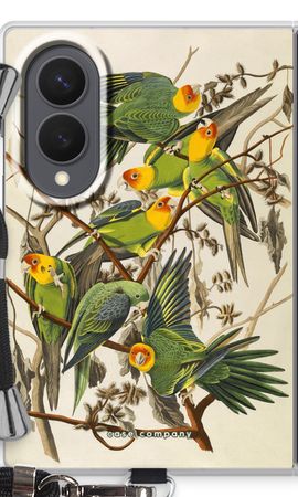 Carolina Parrot