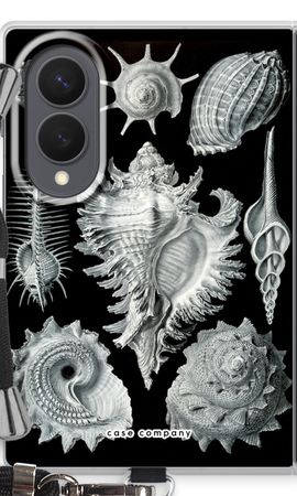 Haeckel Prosobranchia