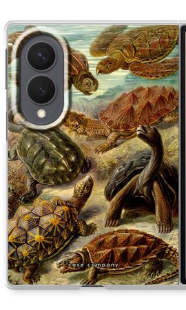 Haeckel Chelonia