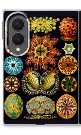 Haeckel Ascidiae