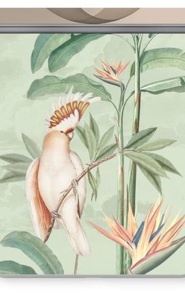 Tropical Parrot