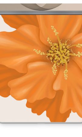 Orange Ellila flower