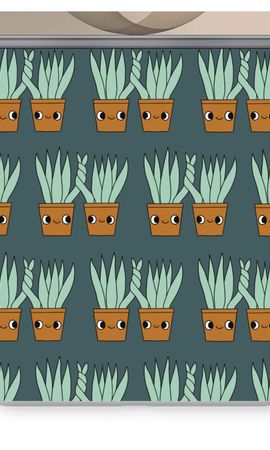 Sansevieria