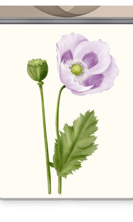 Purple poppy