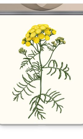 Tansy