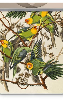 Carolina Parrot