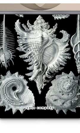 Haeckel Prosobranchia