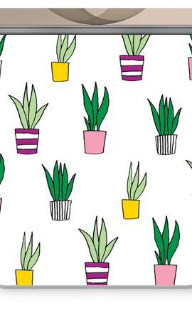 Sanseveria