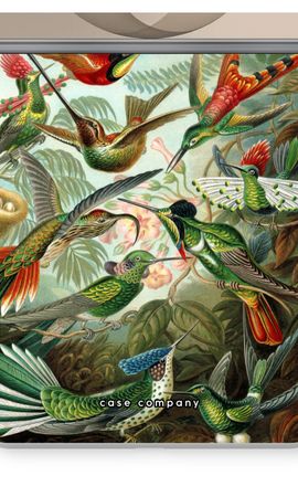 Haeckel Trochilidae