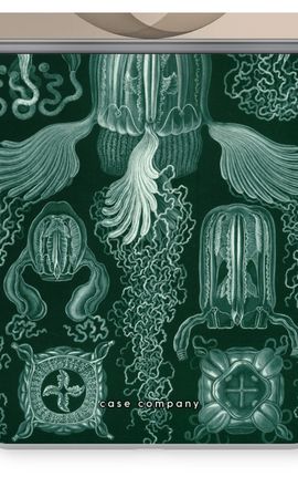 Haeckel Cubomedusae