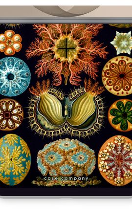 Haeckel Ascidiae