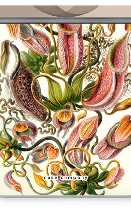 Haeckel Nepenthaceae