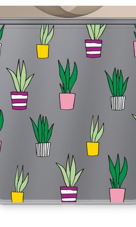 Sanseveria