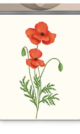 Red poppy