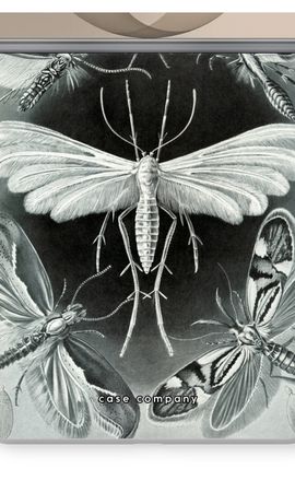 Haeckel Tineida