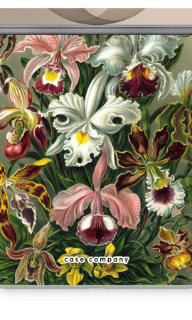 Haeckel Orchidae