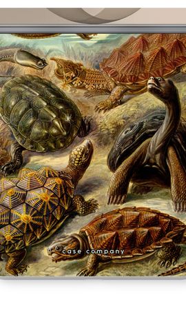 Haeckel Chelonia