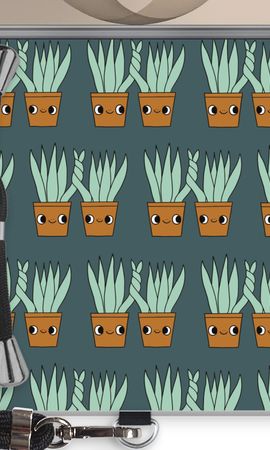 Sansevieria