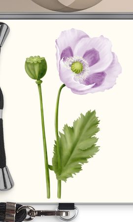 Purple poppy