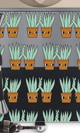 Sansevieria