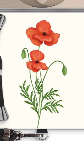 Red poppy