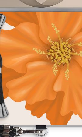 Orange Ellila flower