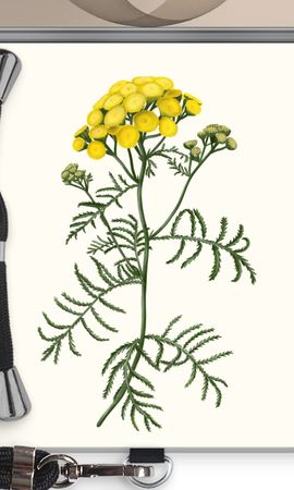 Tansy