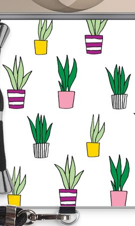 Sanseveria