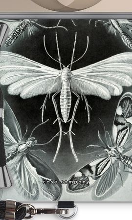 Haeckel Tineida