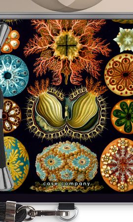 Haeckel Ascidiae