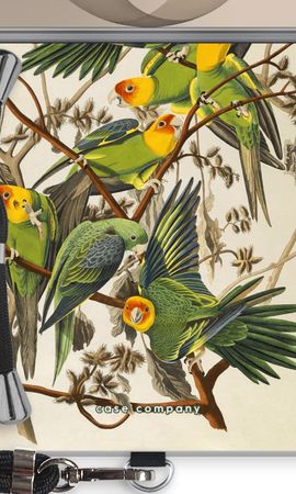 Carolina Parrot