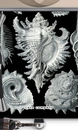 Haeckel Prosobranchia