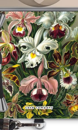 Haeckel Orchidae