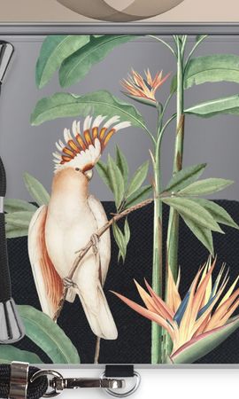 Tropical Parrot