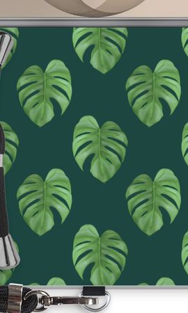 Monstera leaves