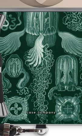 Haeckel Cubomedusae