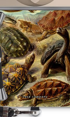 Haeckel Chelonia