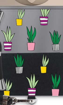Sanseveria