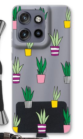 Sanseveria