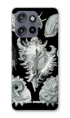 Haeckel Prosobranchia