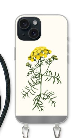 Tansy