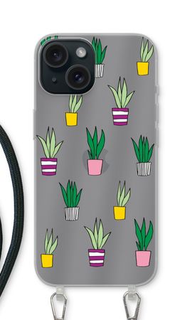 Sanseveria
