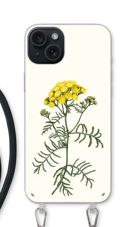 Tansy