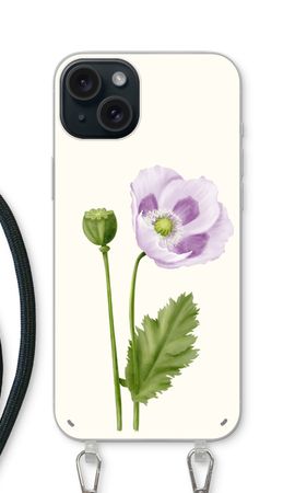 Purple poppy