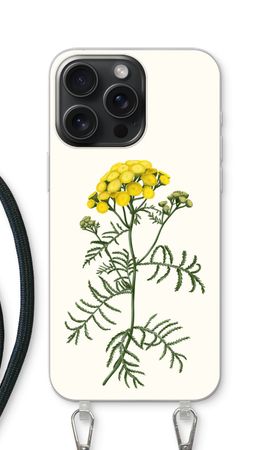 Tansy